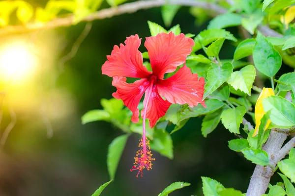 Primo Piano Organic Healthy Hybrid Thai Variety Single Red Hibiscus — Foto Stock