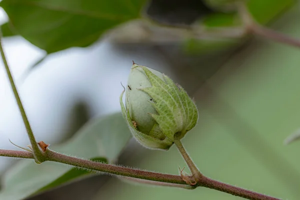 Nahaufnahme Von Organisch Gesunden Hybriden Thailändischer Sorte Baumwollballen Oder Baumwollfrüchte — Stockfoto