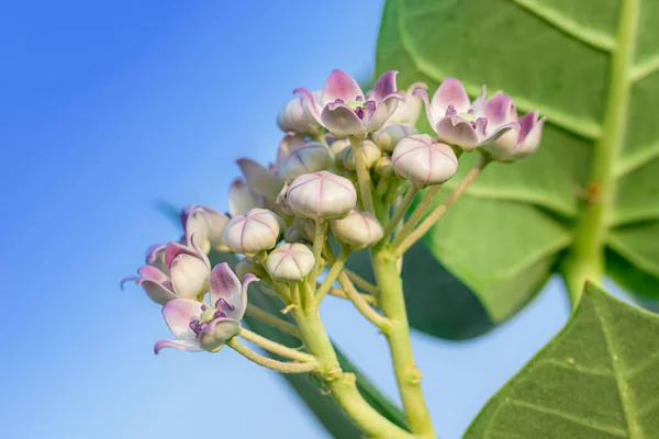 Organik Sağlıklı Melez Tayland Çölü Yaban Bitkisi - Sodom Elması (Calotropis procera), Kalotropis gigançayı, aak, madar mor çiçekleri yazın ormanda çiçek açıyor. Kalotropis procera