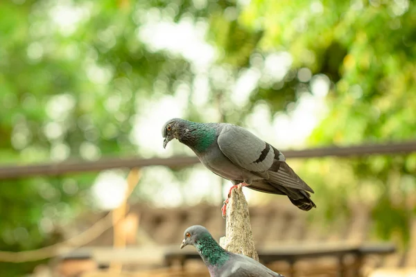 Close Full Body Pigeon Bird Sitting Summer Blur Background Nature — Stock Photo, Image