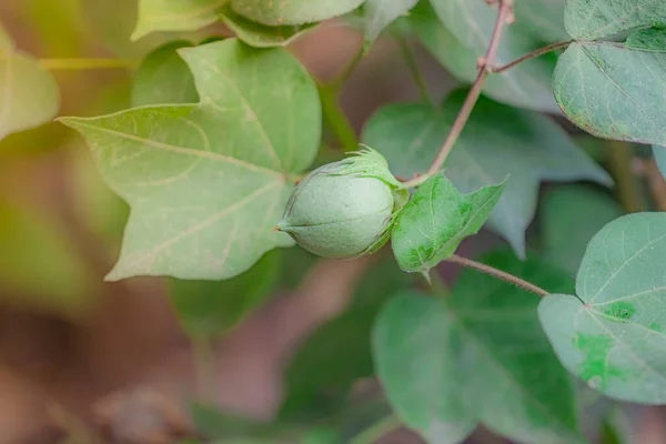 Nahaufnahme Eines Organisch Gesunden Hybriden Thailändischer Sorte Baumwollfrucht Oder Baumwollknäuel — Stockfoto