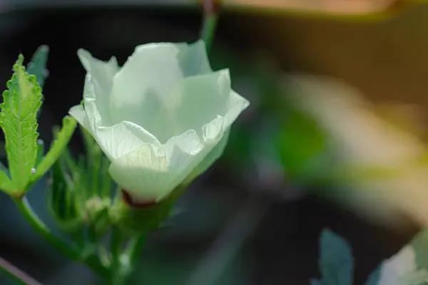 Närbild Den Vita Blomman Ekologisk Hälsosam Hybrid Thailändsk Sort Ladyfinger — Stockfoto