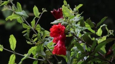 Kırmızı bir nar çiçeğinin üzerine düşen yağmur damlalarının yakın çekimi