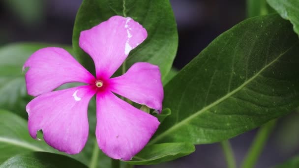 Крупный План Розового Вечнозелёного Цветка Цветущего Саду Весной Катрантус Росей — стоковое видео