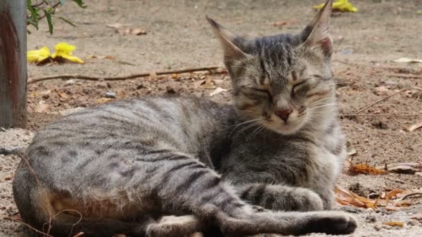 秋の日に公園の外の土地で寝ている灰色のタビー猫とカメラを見ている灰色の猫のクローズアップ — ストック動画