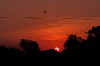 Çekici manzara fotoğrafı sabah manzarası ve güzel siluet ağaçları ve siluet kuşları manzarası, Hindistan