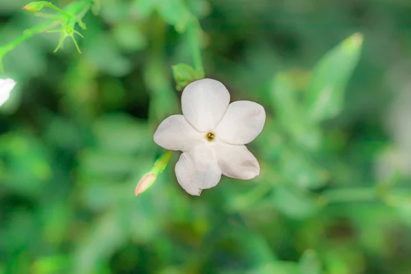 Κοντινό Πλάνο Του Όμορφου Αρωματικού Λευκού Λουλουδιού Γιασεμιού Που Ανθίζει — Φωτογραφία Αρχείου