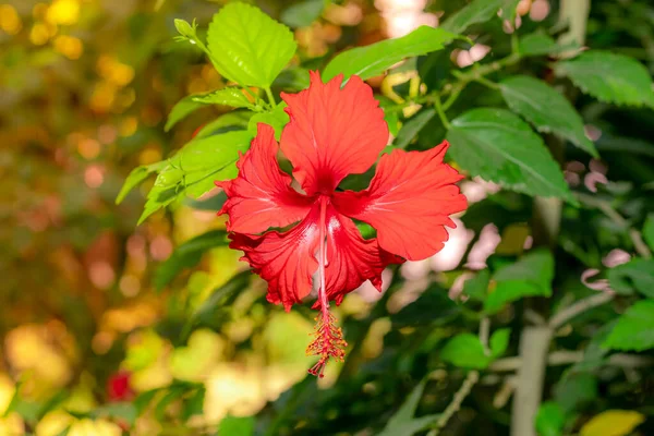 庭園の春に咲く赤いハイビスカスの美しい花のクローズアップ自然界の創造的な夏の光効果の背景 — ストック写真