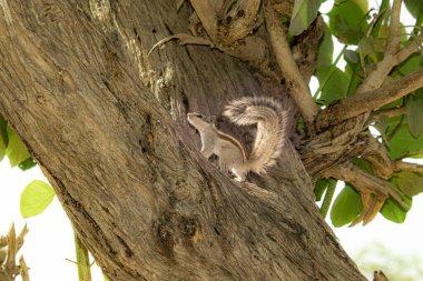 Hindistan 'da ağaca tırmanan bir sincabın yakın çekimi.