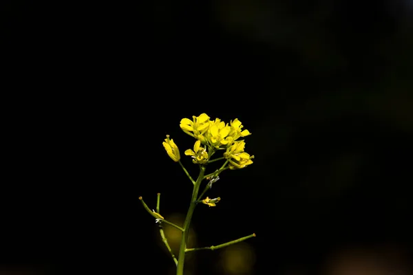 Detailní Záběr Žluté Barvy Hořčice Květiny Nízkém Klíčovém Pozadí Indie — Stock fotografie