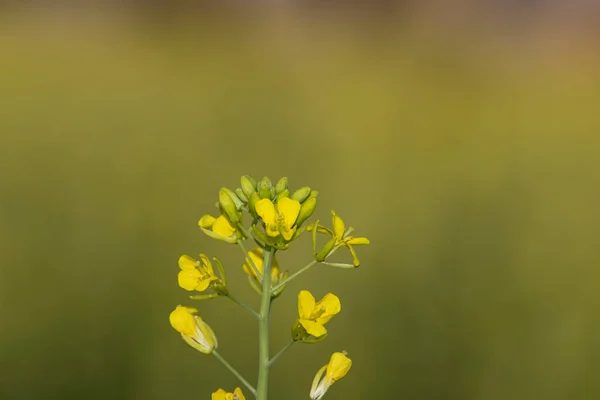 Detailní Záběr Žluté Květy Hořčice Kvetoucí Hořčici Indie — Stock fotografie