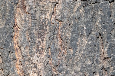 Kereste yakın plan ağaç kabuğu arkaplan deseni