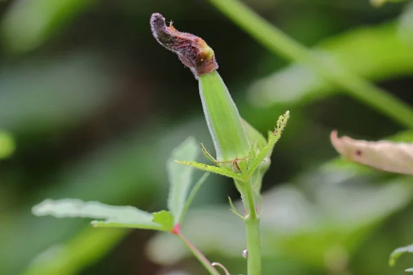 Gros Plan Sur Variété Hybride Biologique Thaï Okra Fruits Légumes — Photo