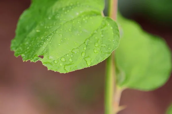 Close Macro Photography Raindrops Gathering Green Leaf Jujube — Stock Photo, Image