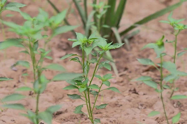 Närbild Liten Grön Chili Växt Ekologisk Hybrid Sort Planterad Fältet — Stockfoto