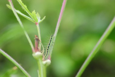 Yeşil larva, bamya mahsulüne zarar veren bitkinin üzerinde duruyor.