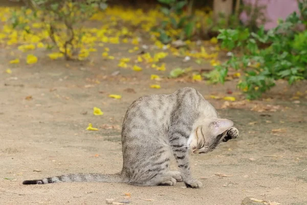 Samping Tampilan Kucing Membersihkan Kaki Dan Rambut Dengan Lidah — Stok Foto