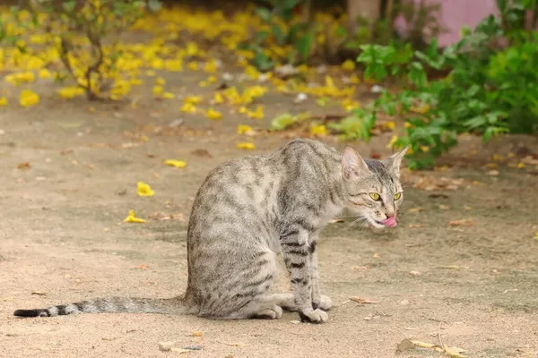 Primer Plano Foto Del Gato Gris Con Lengua Sobresaliendo — Foto de Stock