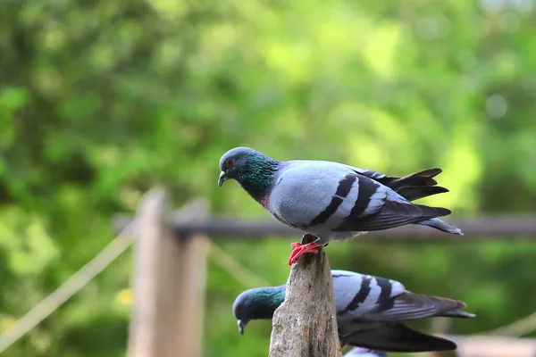 Close Pigeon Sitting Nature Environment — Stock Photo, Image