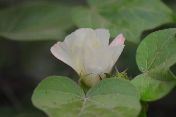 田间棉花作物上盛开的白色棉花 — 图库照片