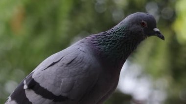 Bulanık yeşil arka plana sahip güvercin kuşunun yakın çekimi