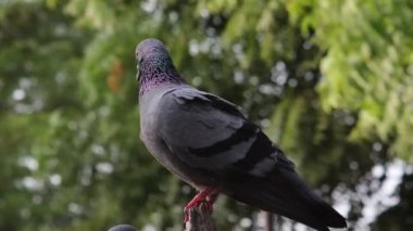 Bir kayanın üzerinde oturan güvercin kuşunun yakın çekimi