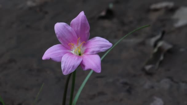 Крупный План Лилии Розовый Цветок Цветущий Саду — стоковое видео