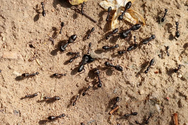 Büyük bir grup büyük karınca çalışırken yakın çekim.