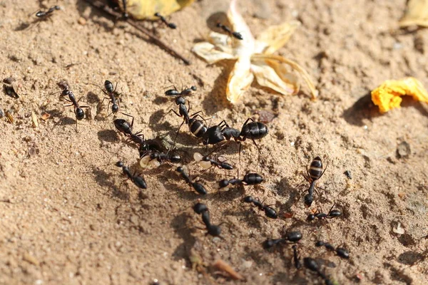 アリの周りで働く大きな黒いアリの大規模なグループのクローズアップ写真 — ストック写真