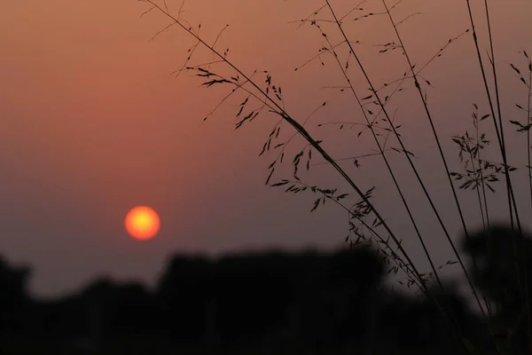 Silhueta Foto Grama Selvagem Pôr Sol Com Fundo Embaçado Pôr — Fotografia de Stock