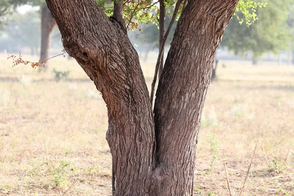 Close Photo Two Branches Tree — Stock Photo, Image