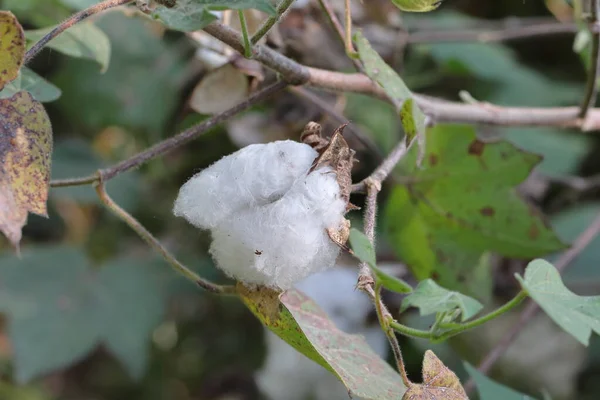 Gros Plan Sur Récolte Coton Détruite Par Trempage Eau — Photo