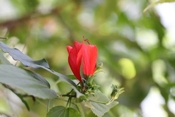 庭に咲くチリのような赤い花ハイビスカスのクローズアップ — ストック写真