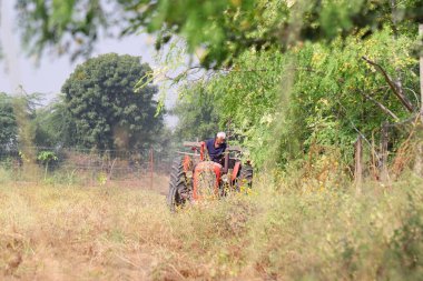 Pali Rajasthan, Hindistan 3 Kasım 2021. Bir saban yardımıyla sisli havada tarlayı süren çiftçi.
