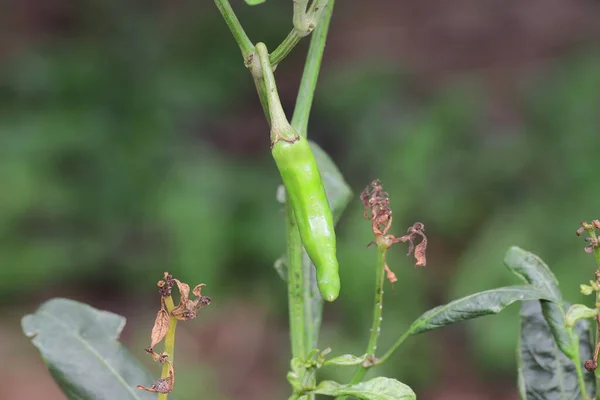 Närbild Grön Omogen Chilifrukt Växten — Stockfoto