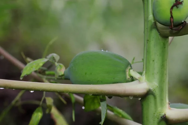 Nahaufnahme Von Roher Bio Papaya Die Auf Einem Papayabaum Wächst — Stockfoto