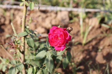 Bahçede açan pembe gülün yerli çiçeğine yakın.