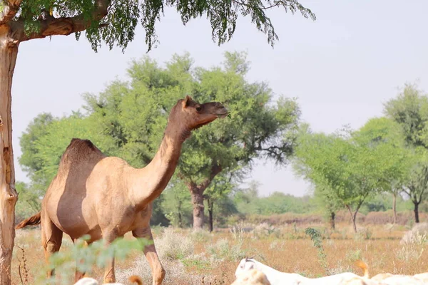 Κοντινό Πλάνο Της Καμήλας Που Στέκεται Κάτω Από Δέντρο Στο — Φωτογραφία Αρχείου
