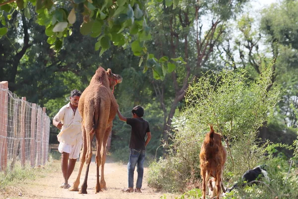 Pali Rajasthan India Nov 2021 기사보기 이발사가 옥외에서 남자의 머리를 — 스톡 사진