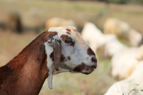 Close Photo Goat Neck Rajasthan — Stock Photo, Image
