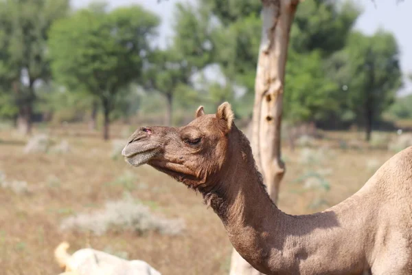 Close Photo Camel Neck Rajasthan — Stock Photo, Image