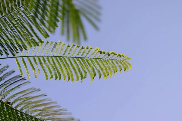 Aproape Frunze Verzi Copac Fundal Albastru Clar — Fotografie, imagine de stoc