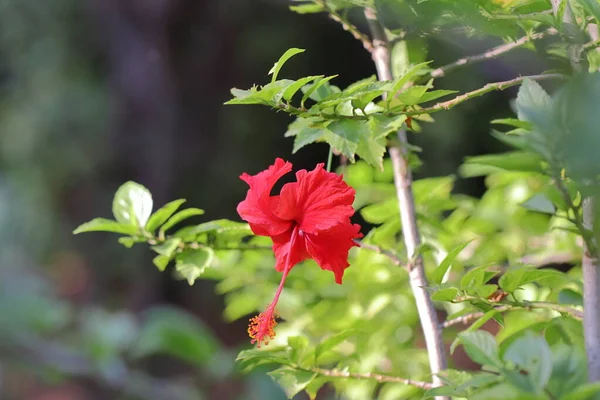 在花园里的树上绽放着美丽的红色芙蓉花 — 图库照片