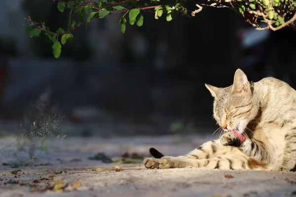 木の下の地面に横たわる猫のクローズアップは 舌の助けを借りてつま先の皮膚をきれいにします — ストック写真
