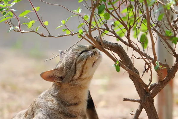 Close Hewan Peliharaan Kucing Bau Cabang Tanaman Kemangi Taman Pada — Stok Foto