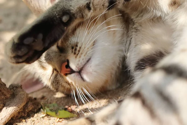 Close Pet Cat Sleeping Garden Its Feet Its Face Funny — Stock Photo, Image