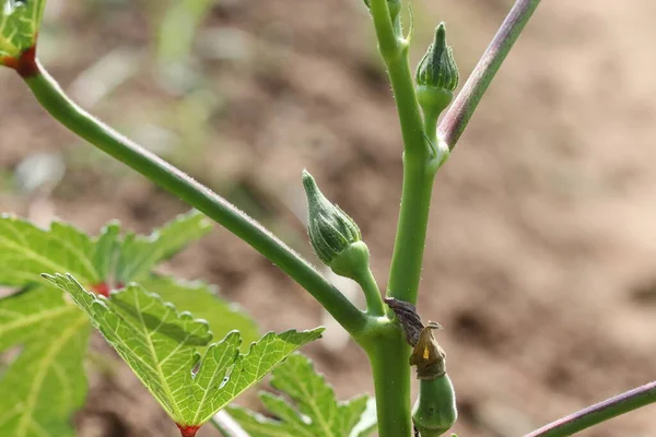 Nahaufnahme Einer Okra Pflanze Auf Einem Gemüsefeld Mit Kleinen Früchten — Stockfoto