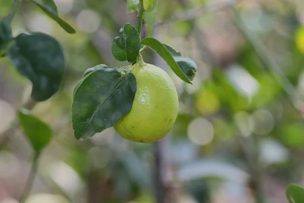 Nahaufnahme Einer Reifen Gelben Frischen Zitronenfrucht Die Sommer Garten Gepflanzt — Stockfoto