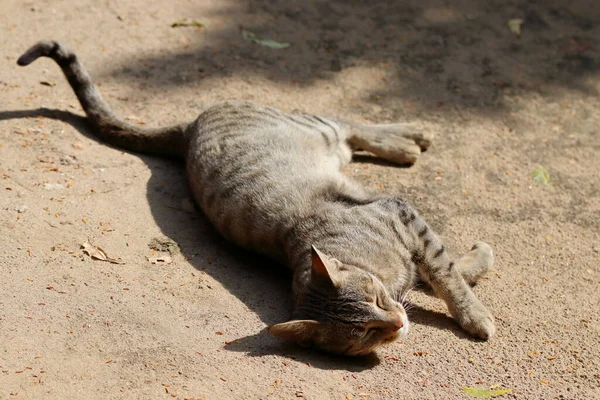 Close Pet Cat Leżące Zabawy Ziemi Ogrodzie Lecie — Zdjęcie stockowe