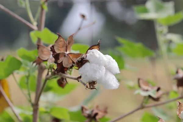 Close Cotton Crop Cotton Plant Filled Cotton Fotos De Bancos De Imagens Sem Royalties